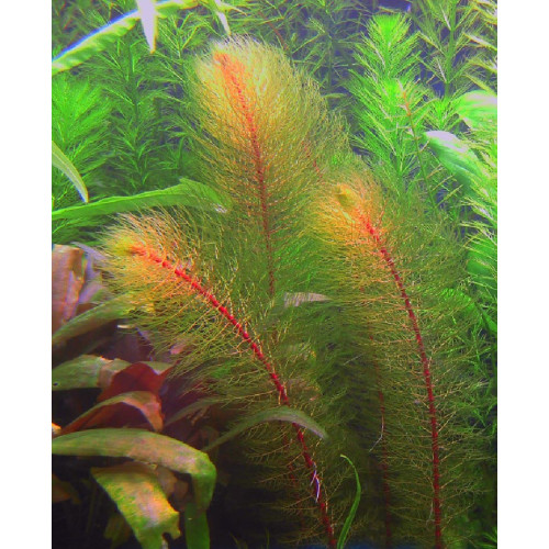 Перистолистник червоностебельний, Myriophyllum pinnatum