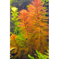 Перистолистник рорайма, Myriophyllum sp. Roraima