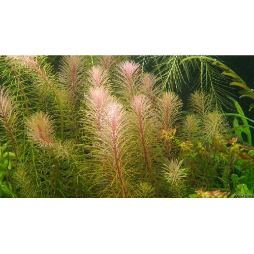 Ротала Бангладеш, Rotala sp. Bangladesch