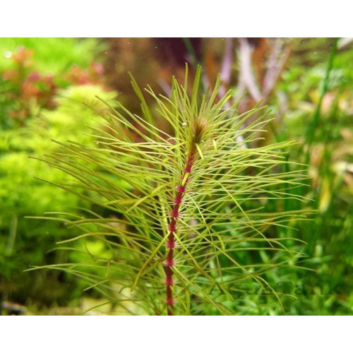 Ротала Камбоджи Сісопхон, Rotala sp. "Cambodia Sisophon" Ротала Камбоджи Сісопхон, Rotala sp. "Cambodia Sisophon"