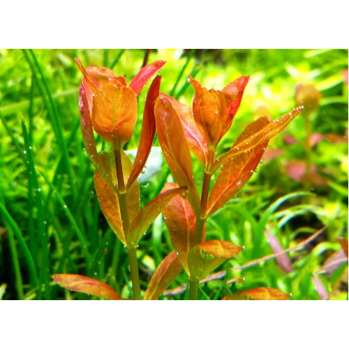 Ротала Арагвая,  Rotala araguaia