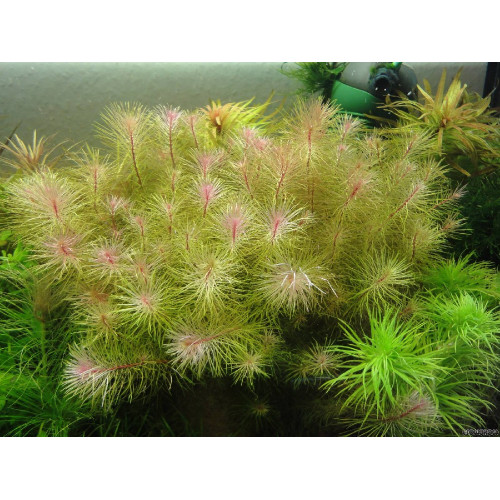 Ротала валіха вар. В'єтнам, Rotala wallichii sp. Vietnam