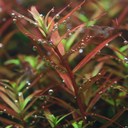Ротала колората, Rotala "Colorata"