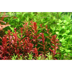 Ротала криваво-червона, Rotala Blood red