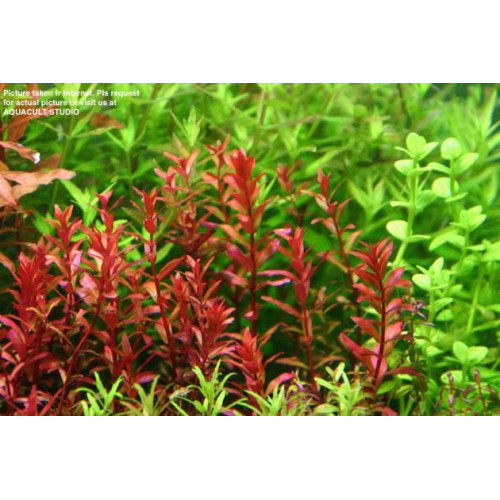 Ротала криваво-червона, Rotala Blood red Ротала криваво-червона, Rotala Blood red