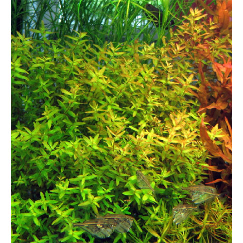 Ротала макрандра зелена, Rotala macrandra Green