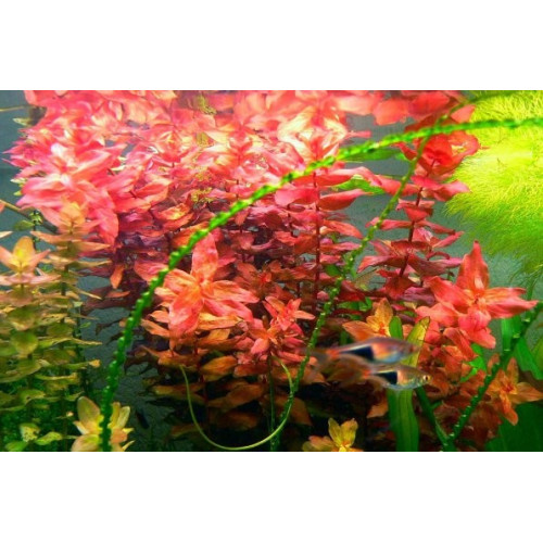 Ротала макрандра червона, Rotala macrandra red Ротала макрандра червона, Rotala macrandra red
