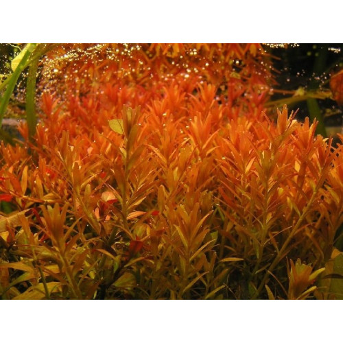 Ротала сінгапур, Rotala Singapure