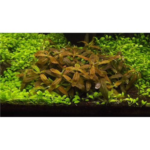 Стаурогін коричневий, Staurogyne sp. Brown