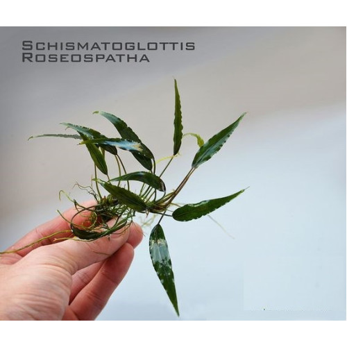 Шизматоглоттис Розеоспата (Schismatoglottis roseospatha)