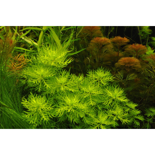 Хоттонія палюстріс, Hottonia palustris