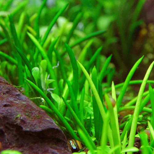 Літорелла Littorella uniflora