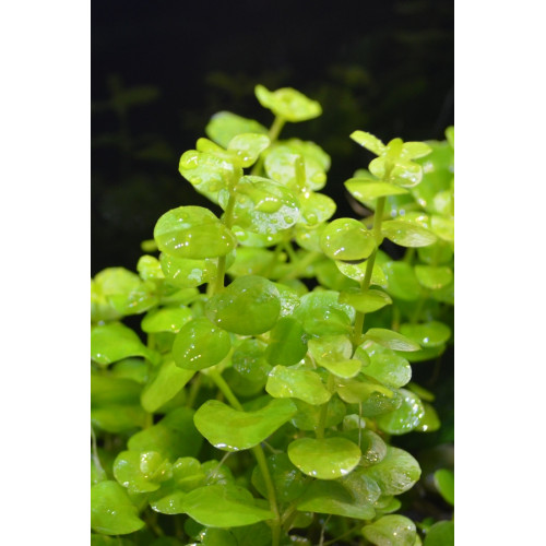 Вербейник монетний, Lysimachia aurea Вербейник монетний, Lysimachia aurea