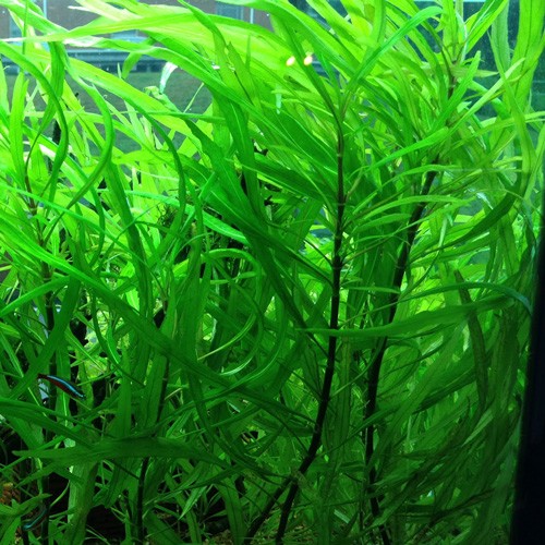 Гігрофіла Ангустіфолія, Hygrophila angustifolia