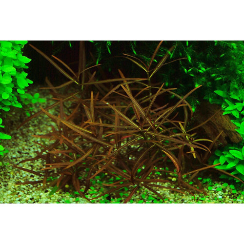 Гігрофіла Арагвая, Hygrophila sp. Araguaia