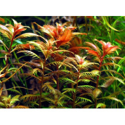 Прозерпінака , Proserpinaca palustris