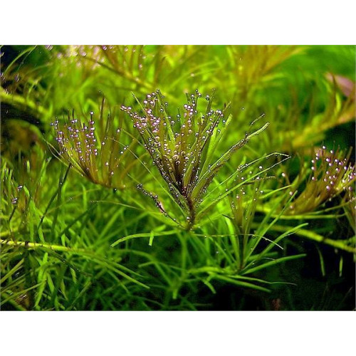Ротала нан'єншан, Rotala sp. Nanjenshan Ротала нан'єншан, Rotala sp. Nanjenshan