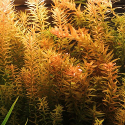 Ротала індійська, Rotala indica