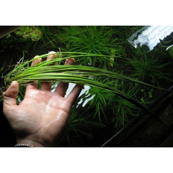 Ситняг гігантський, Eleocharis xingu