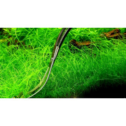 Ситняг гольчатий, Eleocharis acicularis