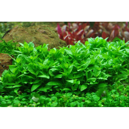 Стаурогін Low grow