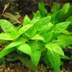 Стаурогін повзучий (зелений), Staurogyne sp. Repens