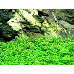Хеміантус Куба, Hemianthus callitrichoides